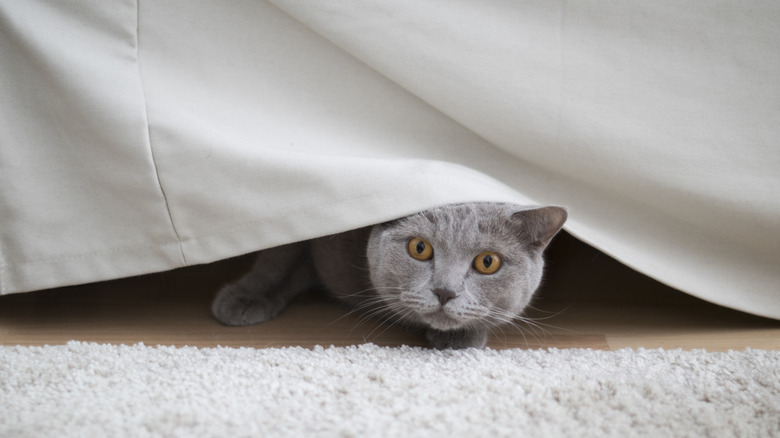 a gray cat peeks uncertainly out from underneath a hanging sheet or tablecloth