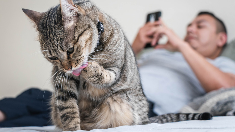 a bored gray tabby cat cleans its paws while its human plays on his phone in the background