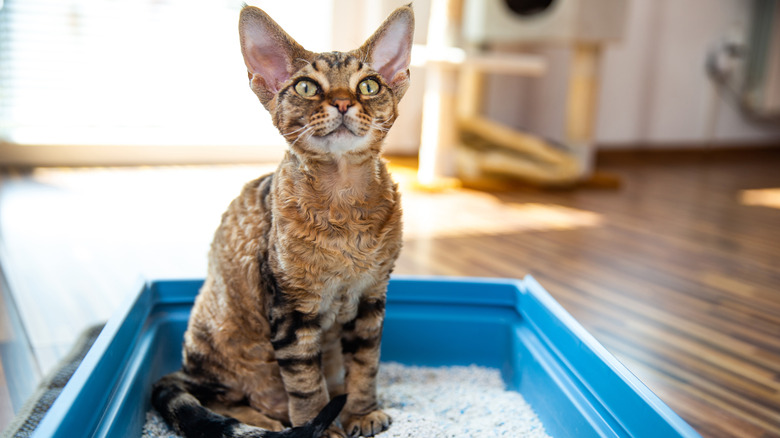 a young rex cat sits in a litterbox, looking eagerly into the camera