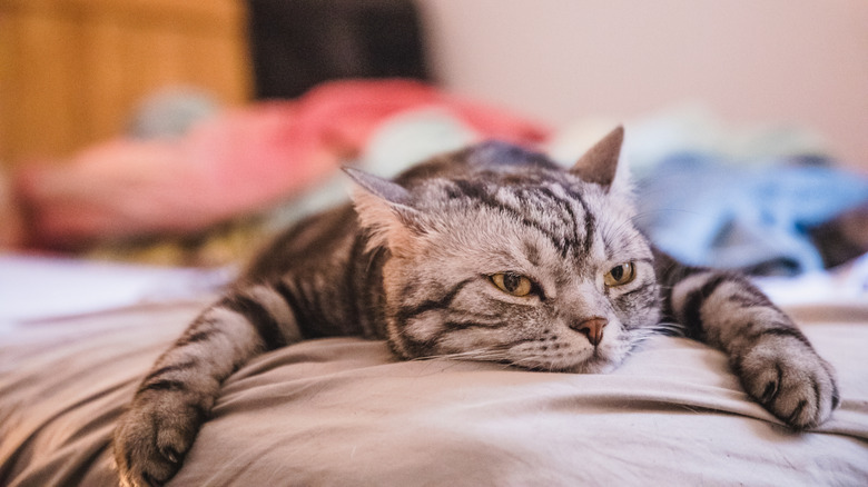 a silver or gray tabby lies sprawled on a bed, looking bored