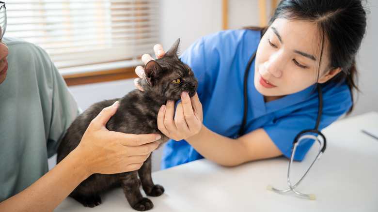 a vet examines a black and gray cat while the cat's person helps hold it still