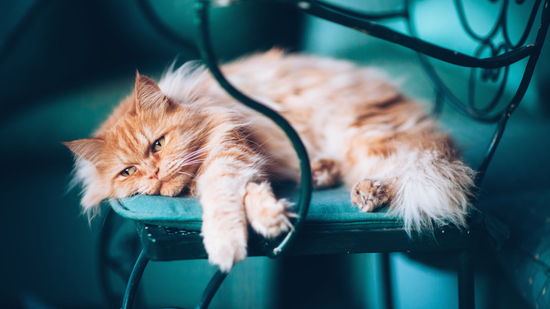 a flurry orange cat lies on a chair, looking sadly into the distance