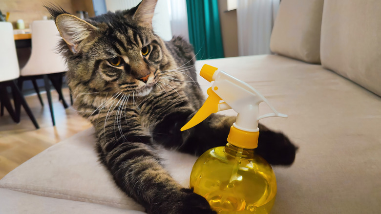 A fluffy cat lies on a couch and partially embraces a spray bottle of water, looking perplexed or dubious