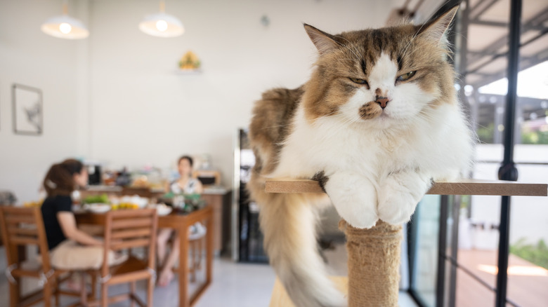 A fluffy brown tabby with a white bellow lies on a small table in a cafe, seemingly ignored by people nearby