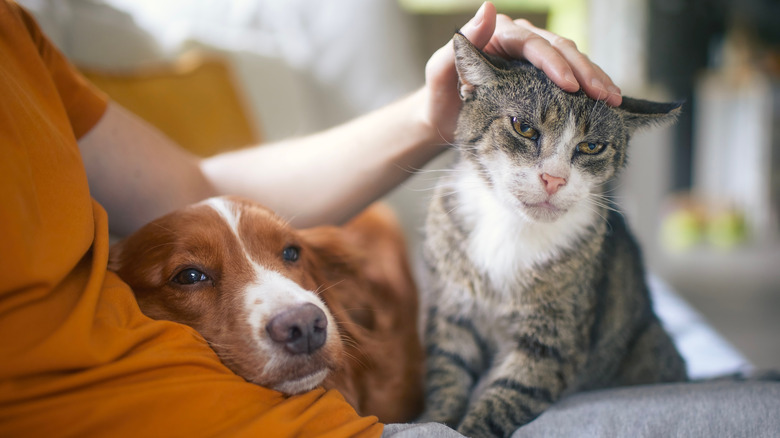 cat and dog cuddle up with their own on the couch