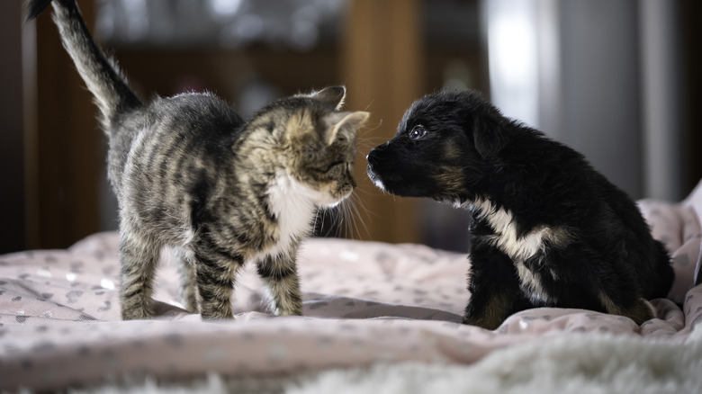 A puppy sniffing a cat on a bed