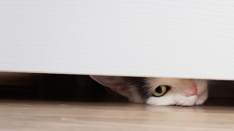 A cat peaking under a door