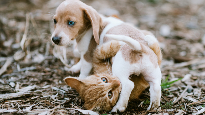 A beagle puppy playing with a kitten