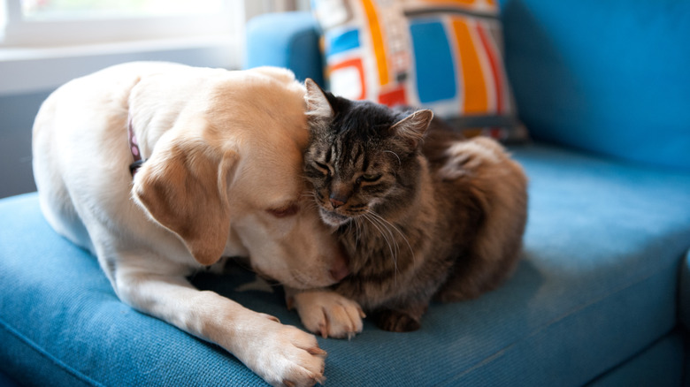 A Golden Lab and a cat cuddling on a couch