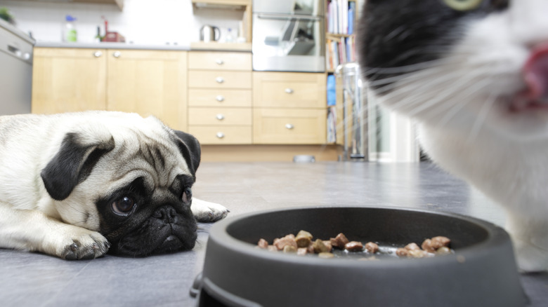 A pug watches as a cat eats its food