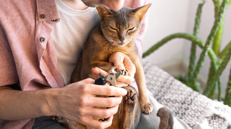 A man trimming his cats nails