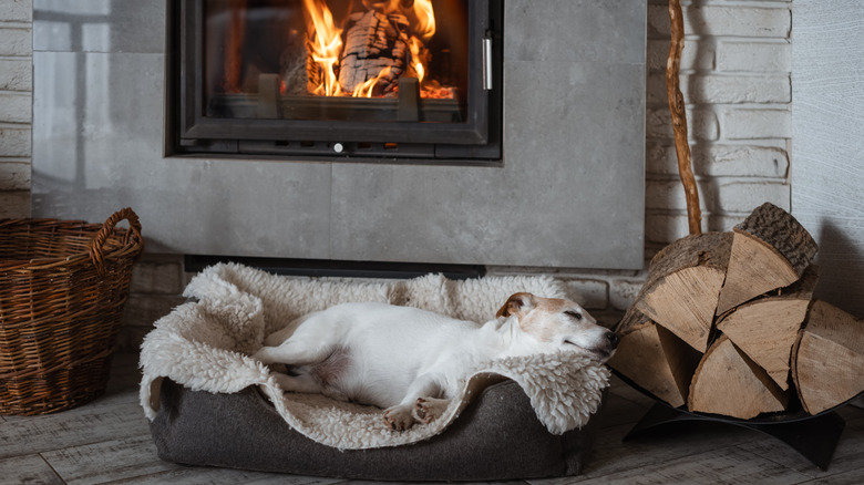 A jack Russell Terrier sleeping on a dog bed by the fire