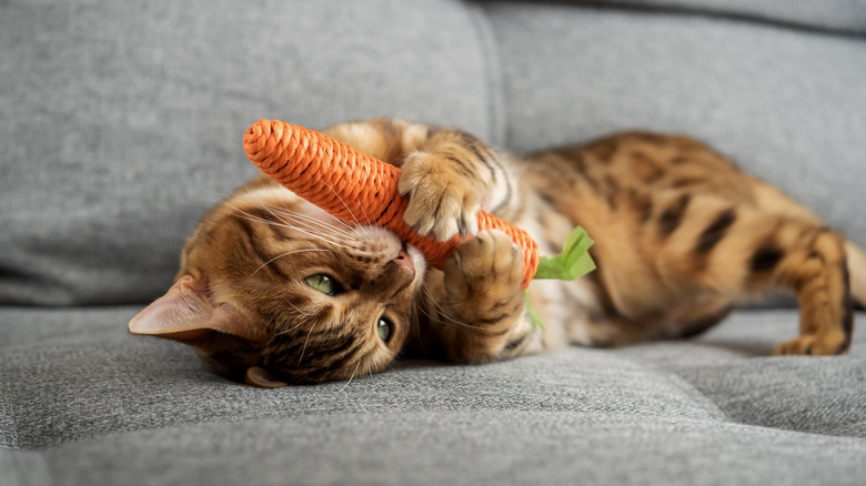 A Bengal cat playing with toy carrot on a couch