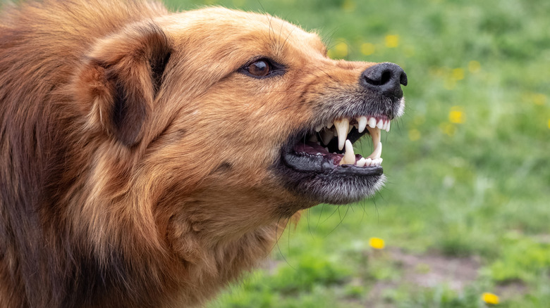 A dog being agressive by showing its teeth