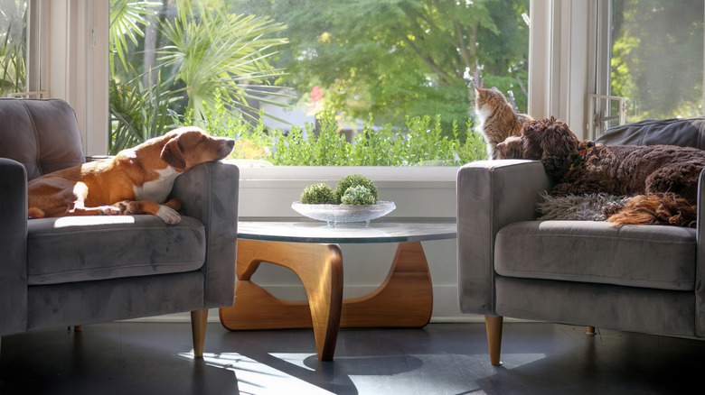 A dog and cat sitting across from each other in a sunny room