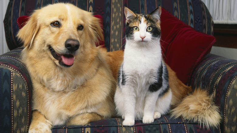 A dog and cat sitting in a chair