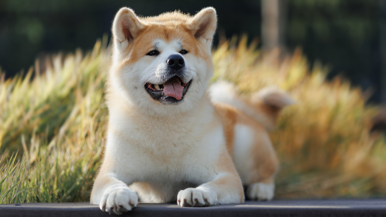 Akita laying on the ground