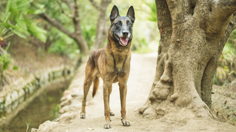 Belgian Malinois standing between a stream and tree