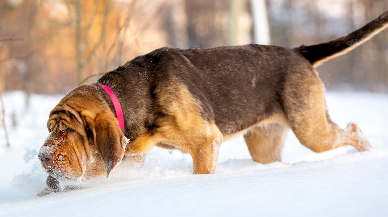 Bloodhound sniffing the snowy ground