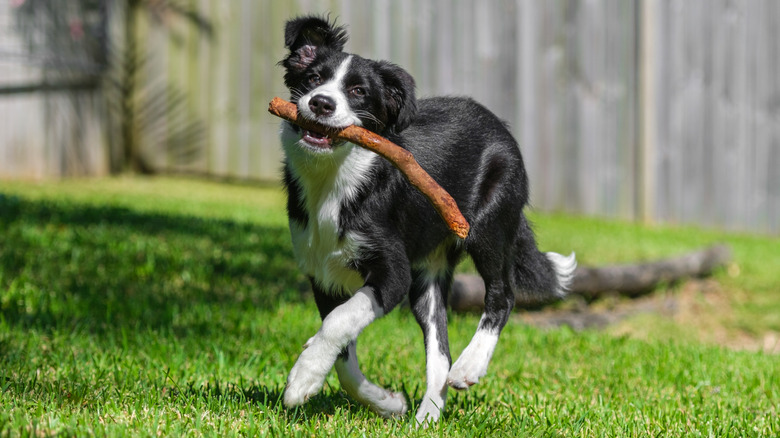 Border collie holding a stick in their mouth