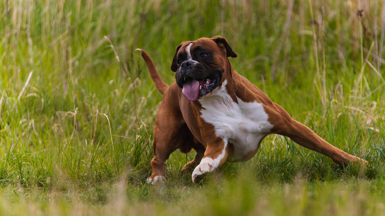 Boxer playing in a field