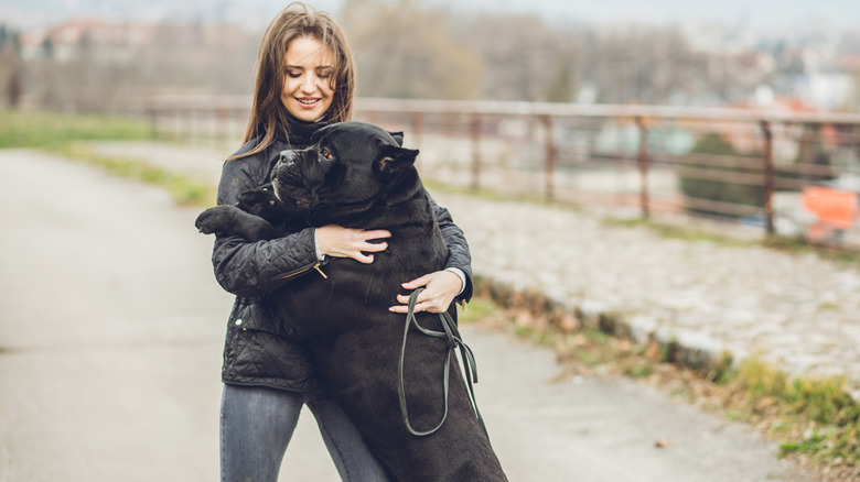 Cane corso hugging their owner