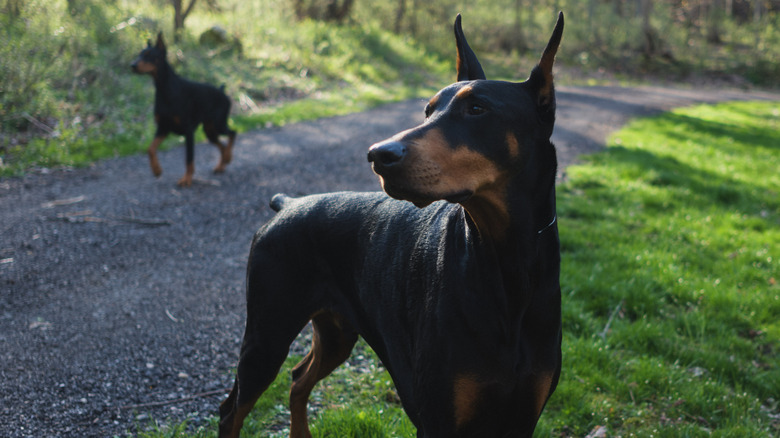 two Doberman pinschers on a pathway