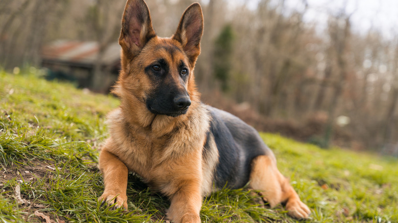 German shepherd lying down on the grass