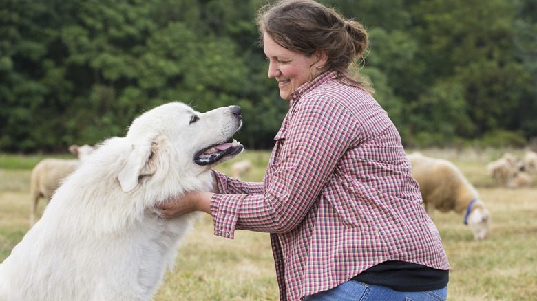 Great Pyrenees looking up at their owner