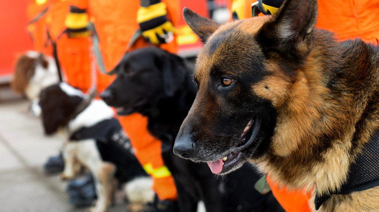 rescue dogs lined up ready for their next mission