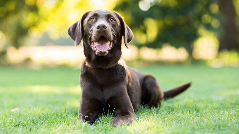 Labrador retriever happily lying on the grass