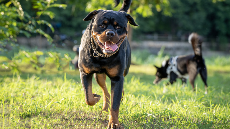 Rottweiler running in a field