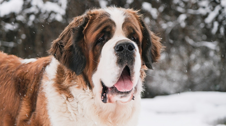 Saint Bernard in the snow