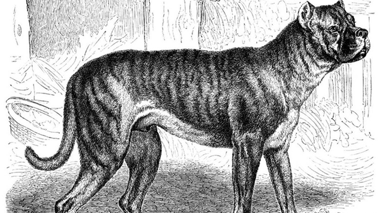 An etching of the extinct Bullenbeisser dog showing it outside a home