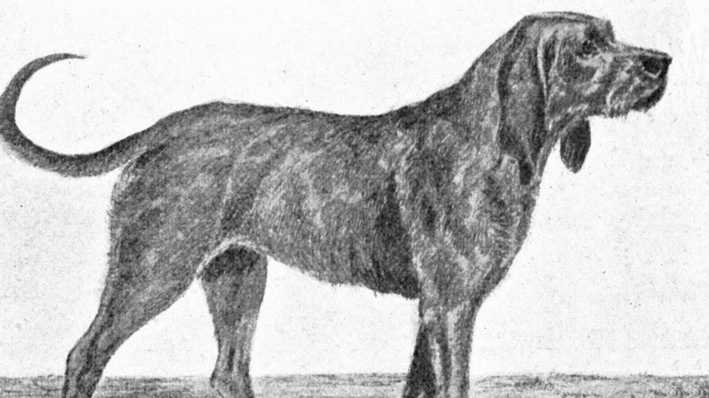 A black and white drawing of the now extinct chien-gris dog breed