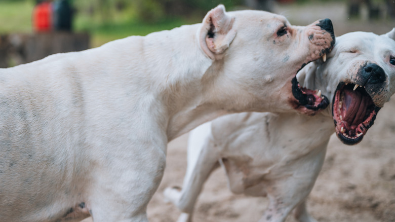 Two white Dogo Argentino's playing and bearing their fangs