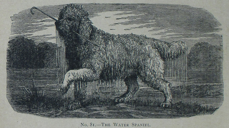 An extinct English water spaniel depicted carrying a cane in a history book