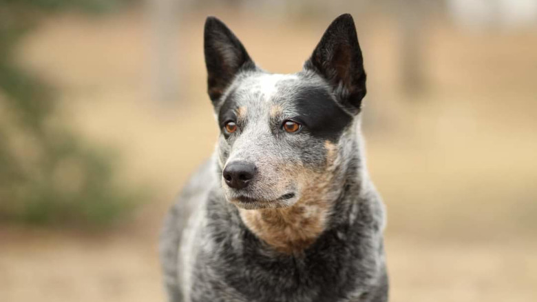 A close up shot of an Australian Cattle Dog highlighting its unique pattern