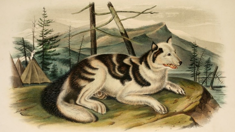 A depiction of the now extinct Hare Indian Dog drawn by John James Audubon