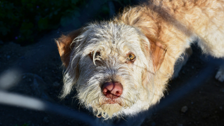 A high angel shot of the vulnerable dog breed the Otterhound, with his face shadowed by a fence