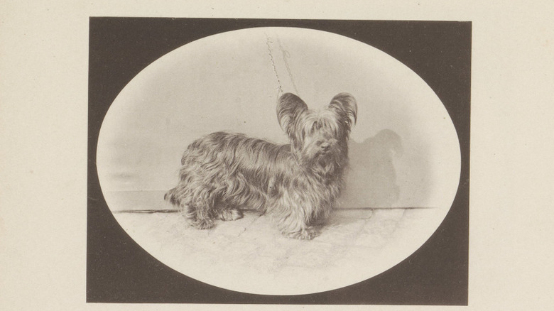 A historical picture of the Paisley Terrier as recorded in the pages of a book