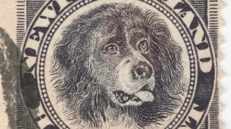 The St John's Waterdog as it appeared on a stamp in Newfounland