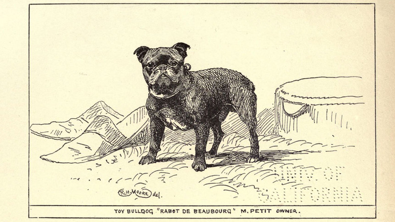 A depiction of the now extinct toy bulldog from the book All about dogs; a book for doggy people New York