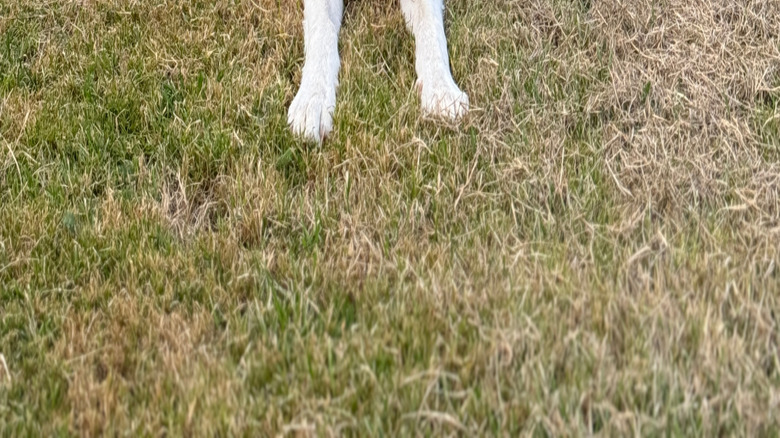 A happy welsh sheepdog wearing a harness lying on the grass