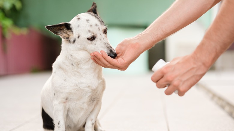 A spotted white dog eats out of an outstretched hand