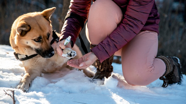 An owner rubs ointment on a dog's paws in the snow