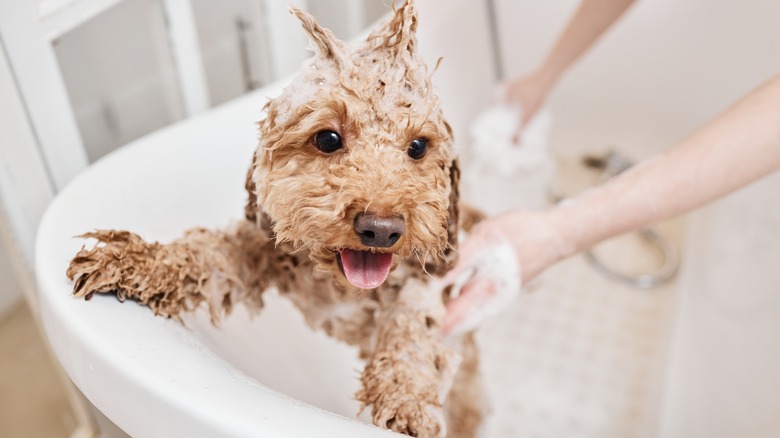 A wet poodle climbs up the edge of a bathtub