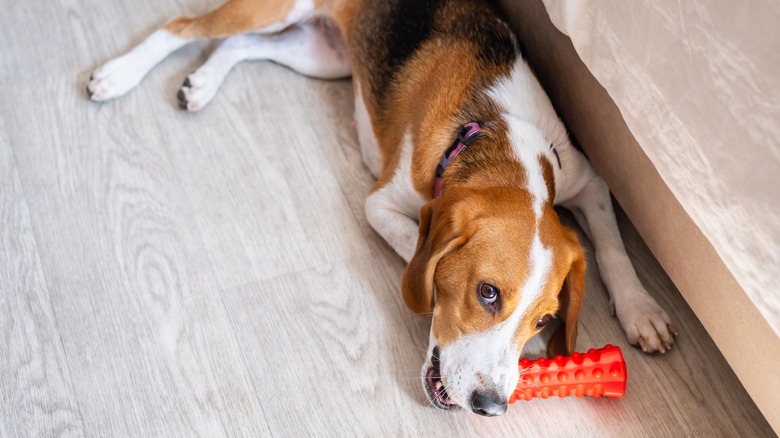 A hound chews on a red rubber chew toy