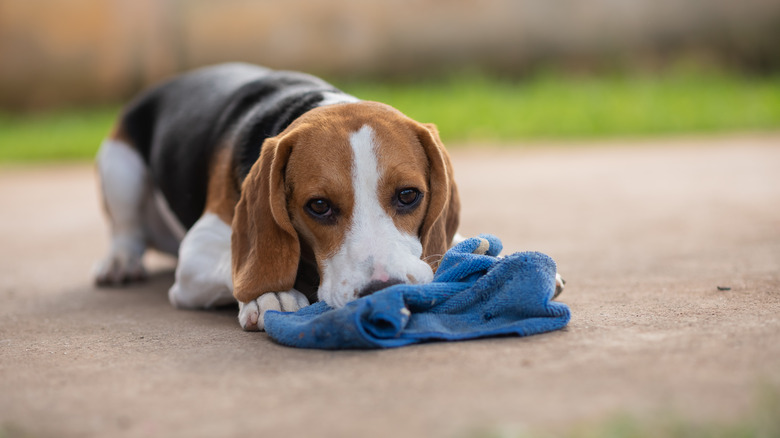 A beagle nibbles a blue towel on the ground