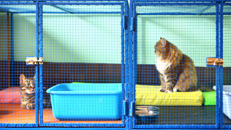 two cats in cages